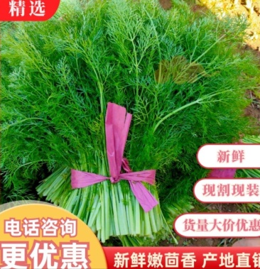 推荐精品茴香河北茴香大量上市产地直销