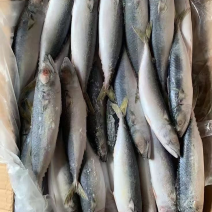 新鲜冷冻池鱼青花鱼占鱼16斤一件饭店商用