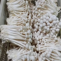 白玉菇2022年新品A货，产地直销。
