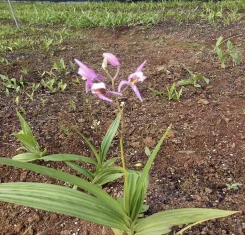 苣荬菜花植株形态特写,展示其白色花朵与羽状叶片 苣荬菜花植物形态