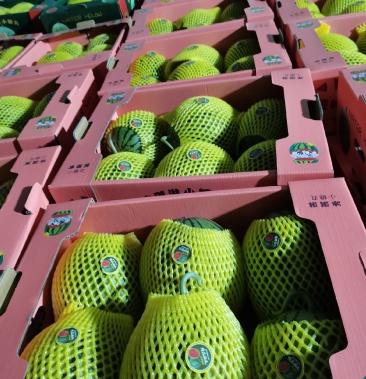 [早春红玉批发]小糖丸,牛奶手扒瓜,早春红玉 3斤打底 9成熟 1茬价格0.