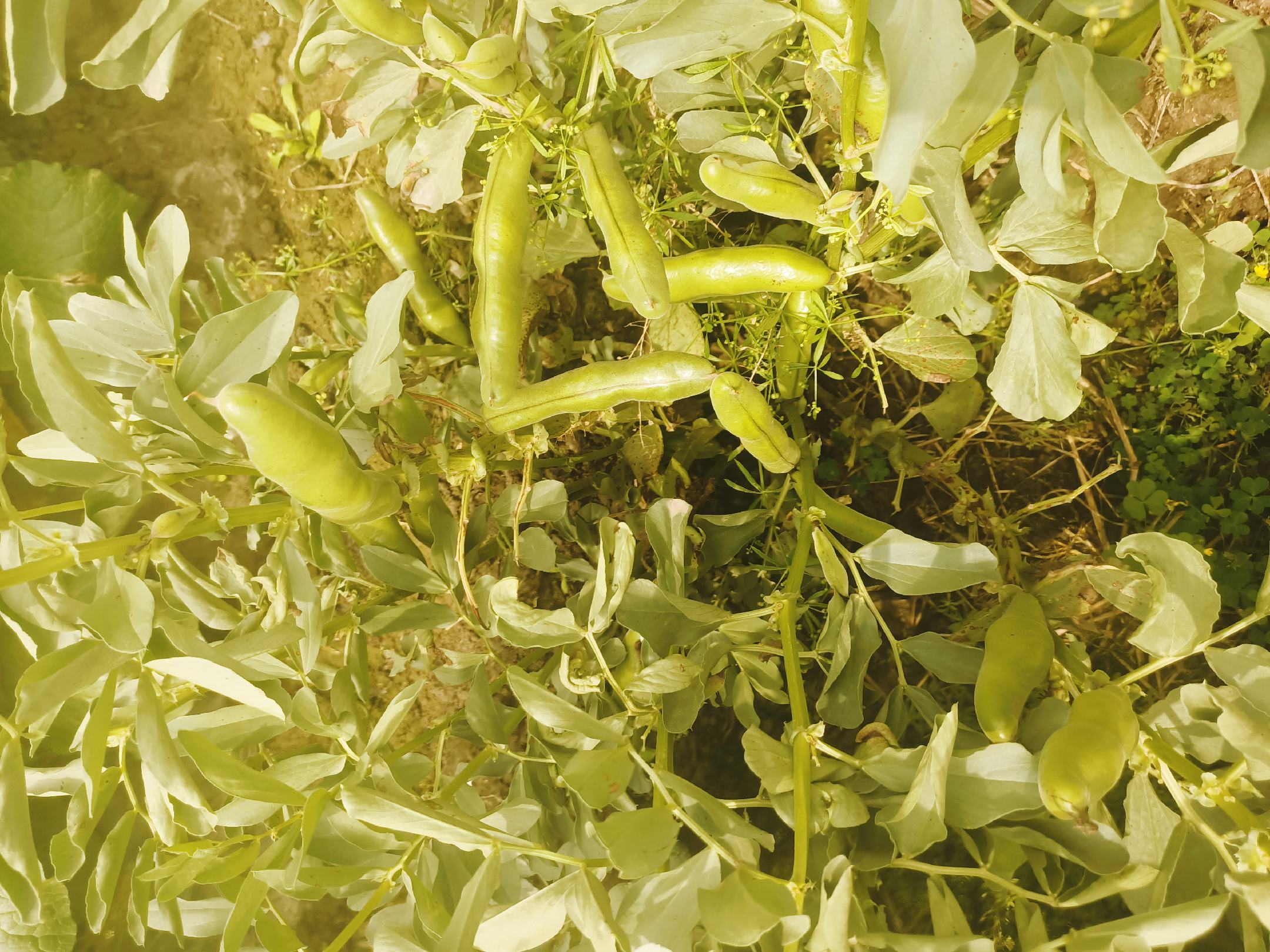 一片绿色农田中生长的蚕豆植株,叶片呈羽状复叶,茎秆直立,豆荚饱满下垂,部分已成熟呈褐色,显示蚕豆自然生长状态 蚕豆植株与豆荚特写