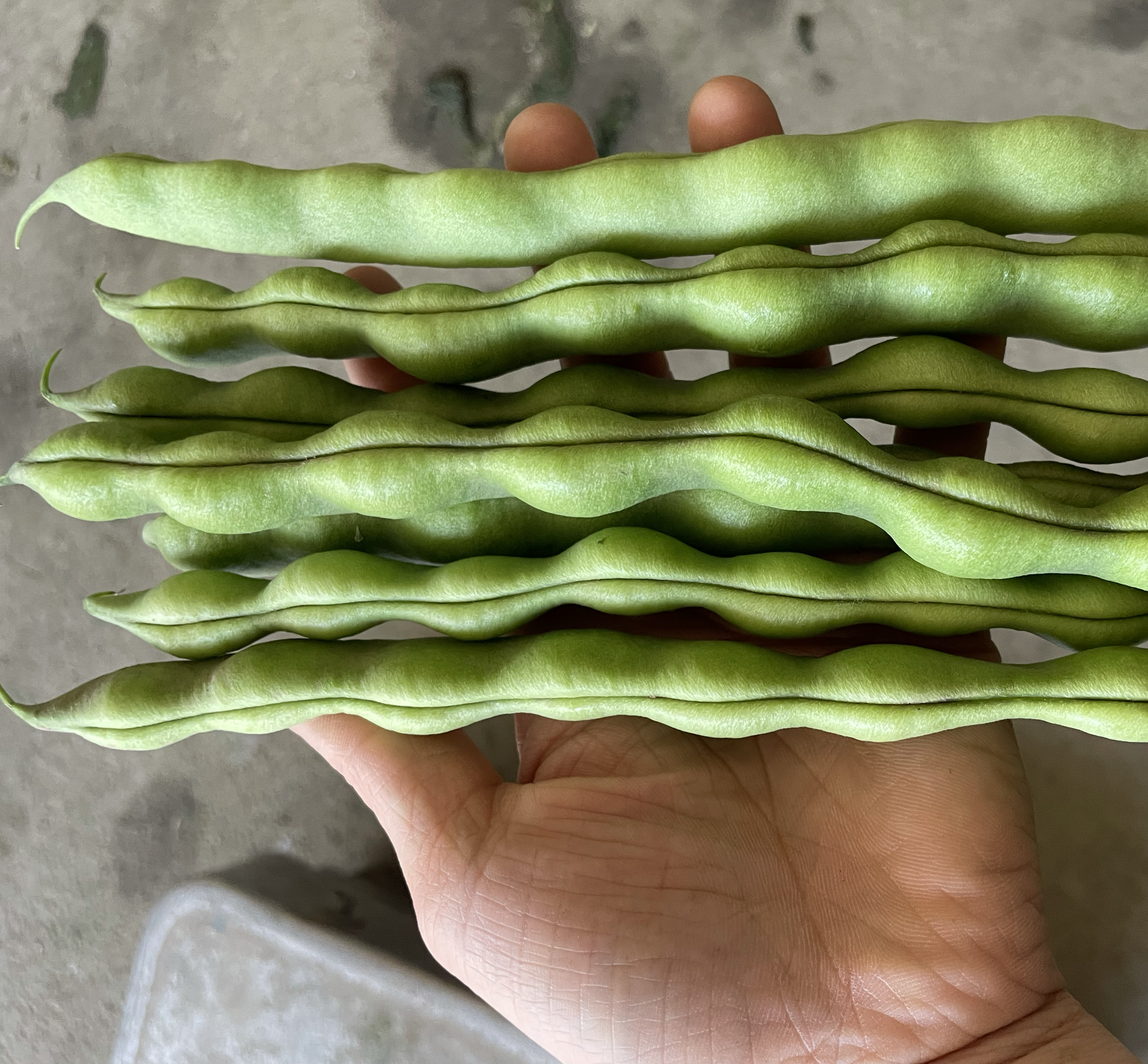 绿扁豆营养成分展示图
