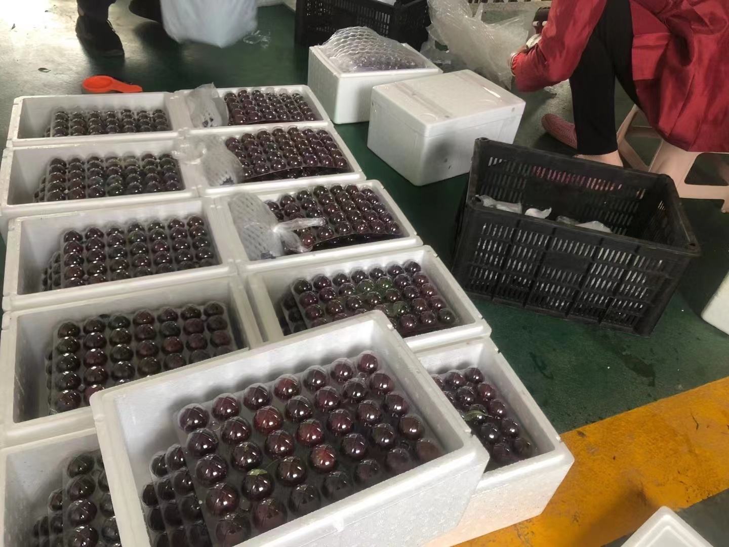 兰溪杨梅分拣包装现场:现代化分拣线确保每一颗杨梅的品质一致性 兰溪杨梅分拣包装现场
