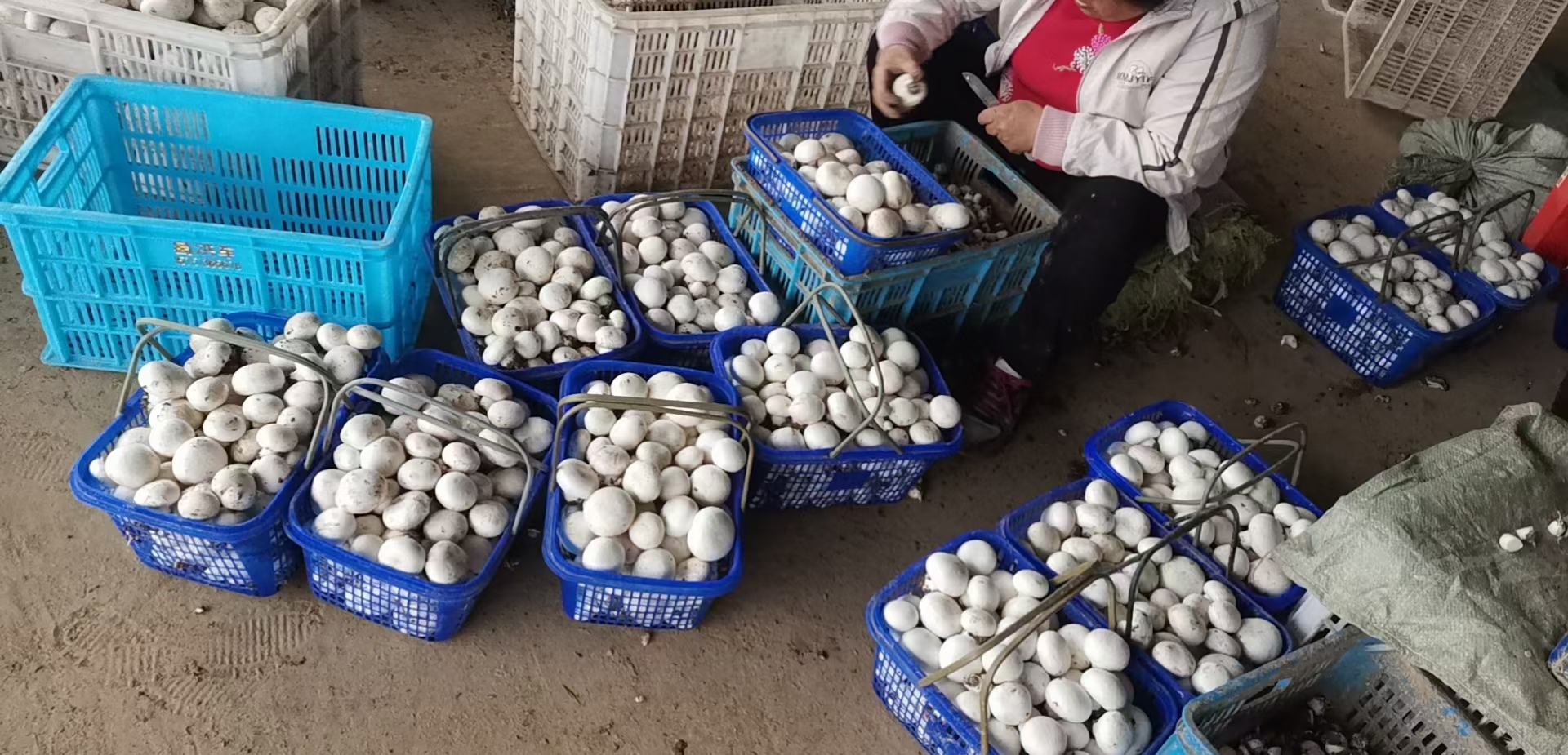 冠县‘菇香云仓’直播基地内部实景:左侧为自动称重分选机(精度±2g),中间是女性主播团队在透明直播间推介‘24小时直达江浙沪’服务,右侧冷链打包区贴有‘京东生鲜’‘盒马直采’专属标签;传送带上可见不同规格包装——泡沫箱(B2B)、气调托盘(商超)、真空铝箔袋(高端电商) 山东聊城冠县电商直播基地平菇分拣包装流水线