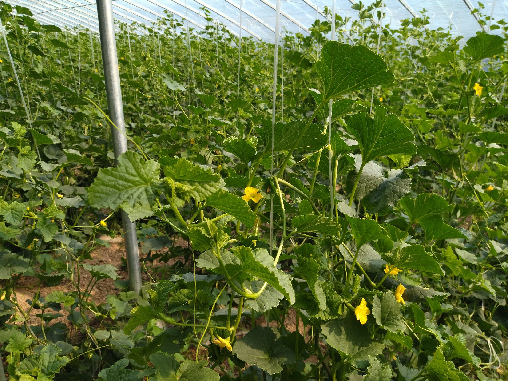 博洋61与博洋72甜瓜植株对比图