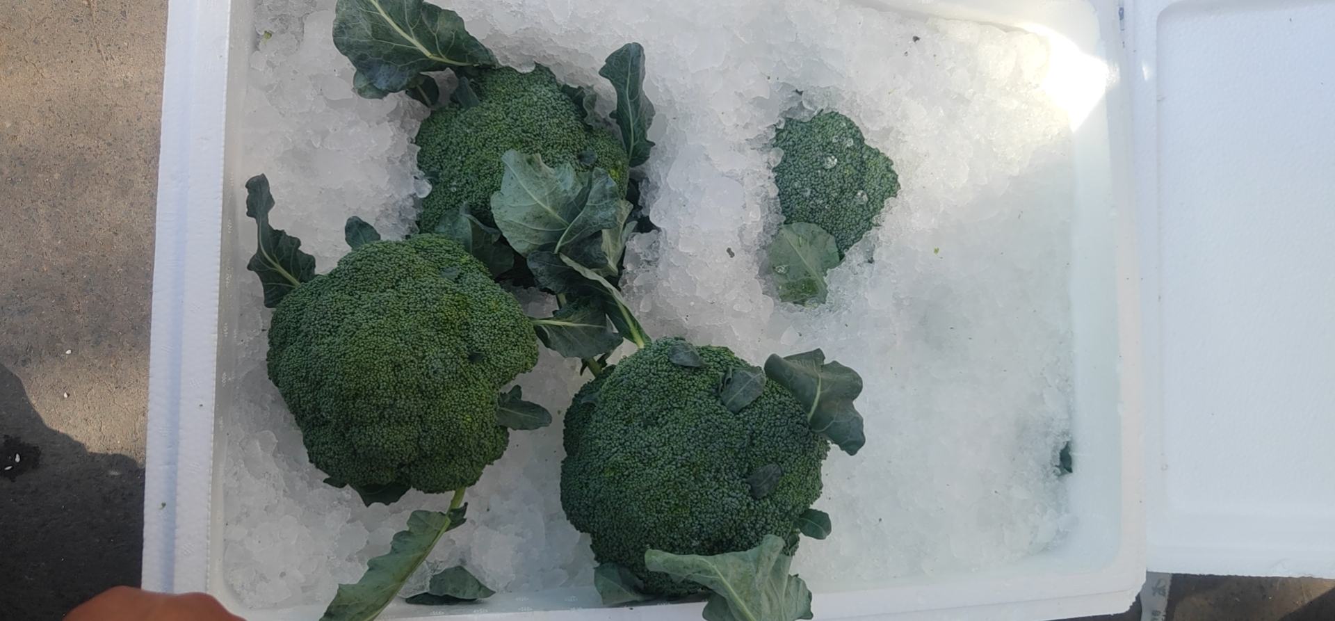 荷兰豆保存方法示意图