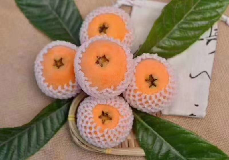 大五星枇杷与三味传统祛湿食材对比摆放：左侧新鲜枇杷6枚，中间陈皮丝一小撮，右侧炒薏苡仁20粒，背景为木质砧板与白瓷碟，体现食养配伍理念