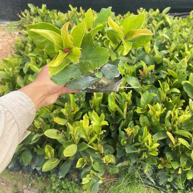 小叶龙船花袋苗 大叶龙船花小苗 黄花龙船花盆栽橙黄 橘色