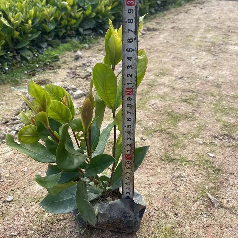 小叶龙船花袋苗 大叶龙船花小苗 黄花龙船花盆栽橙黄 橘色