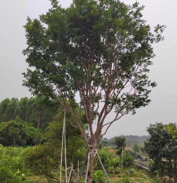 精品单杆台湾嘉宝果树合适别墅庭院种植