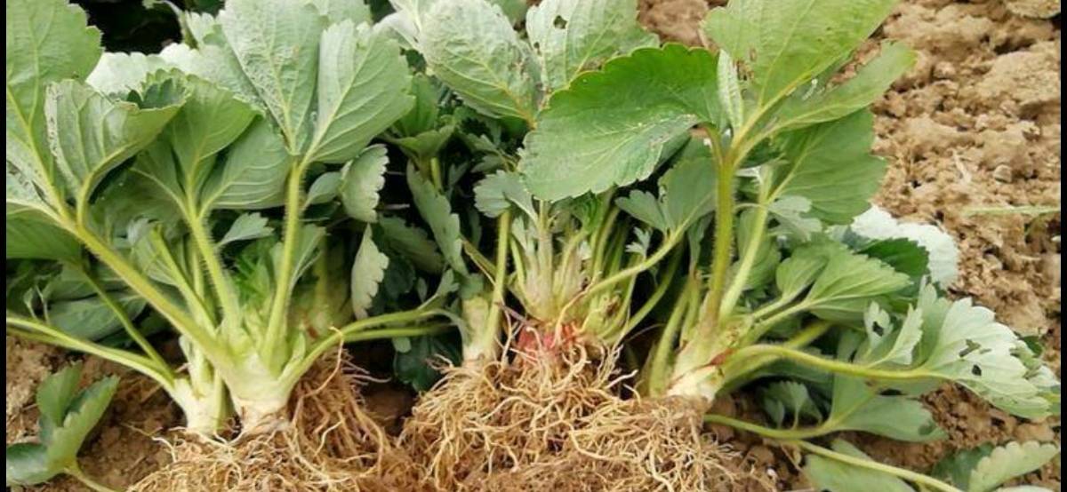 甜查理草莓种苗展示图