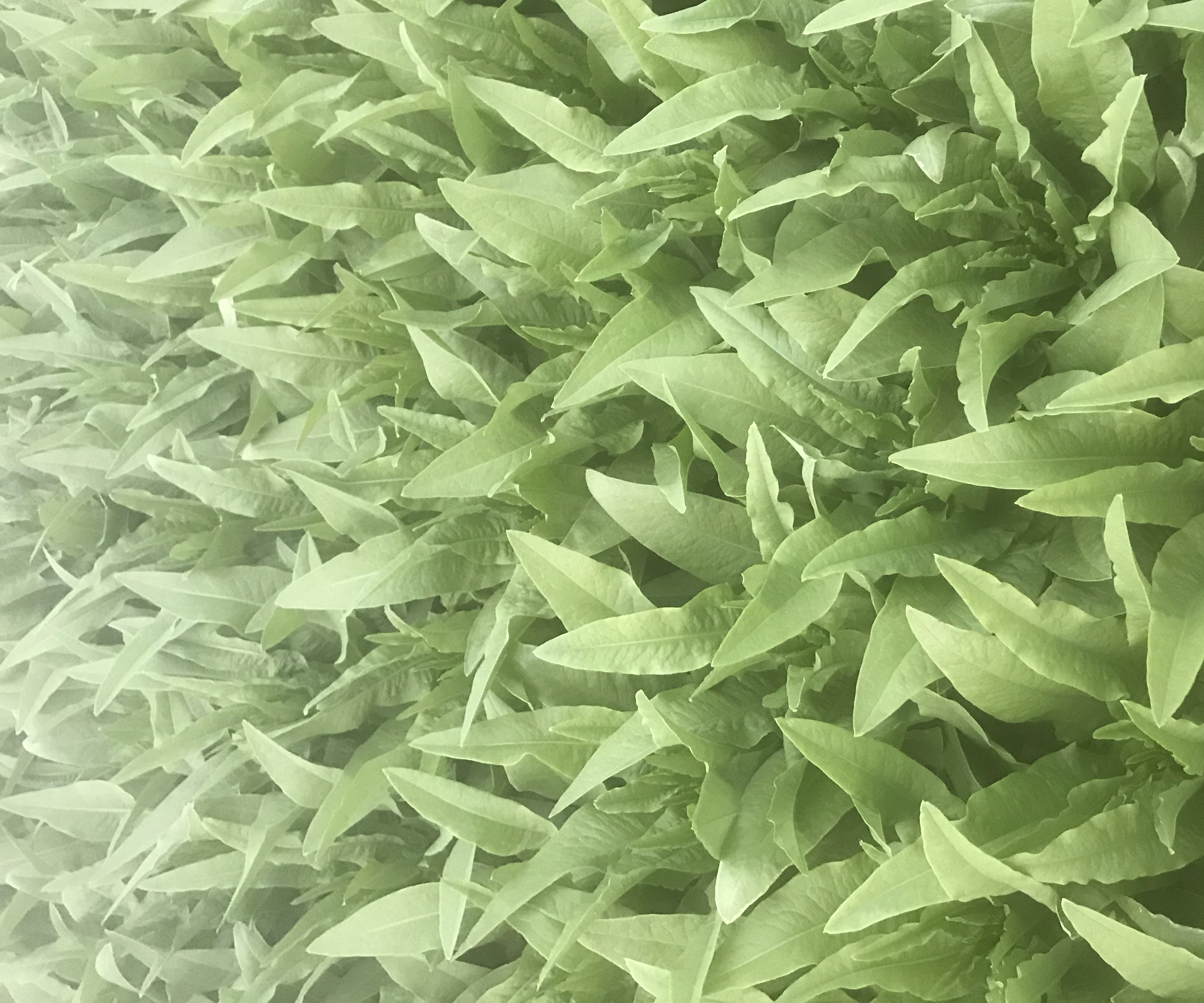尖叶生菜与油麦菜外形对比