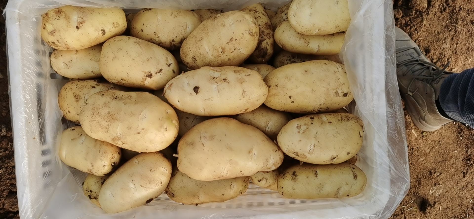 荷兰十五土豆商品展示图