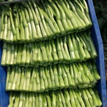 广东菜心产地直销。可供超市食堂个体经销商。