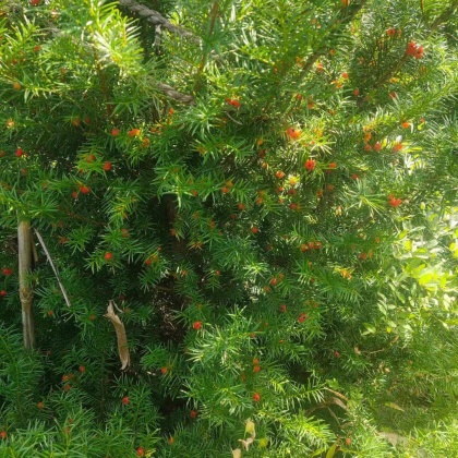 哈尔滨东北红豆杉产地行情