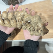 规格齐全一手货源沙姜价格美丽