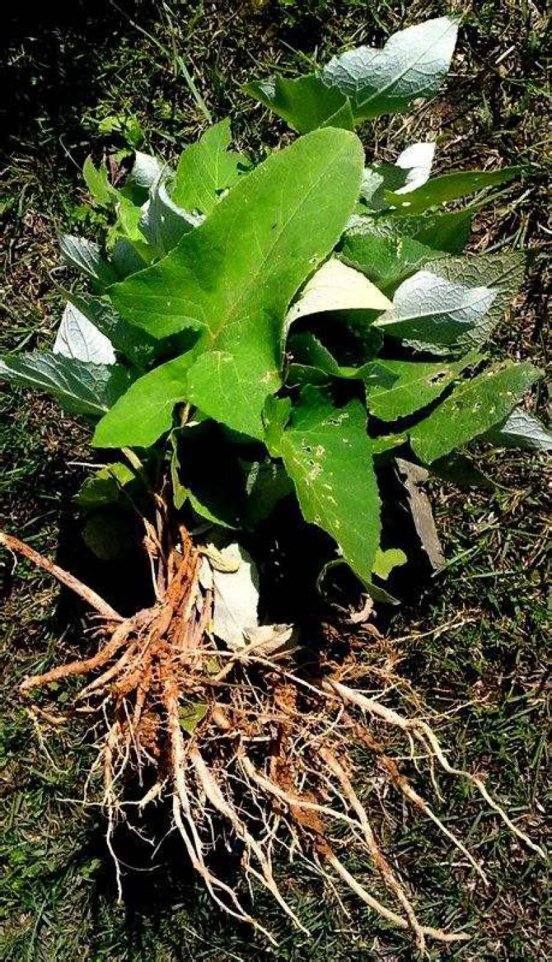 云南文山大气根(鲜根,基地直供)