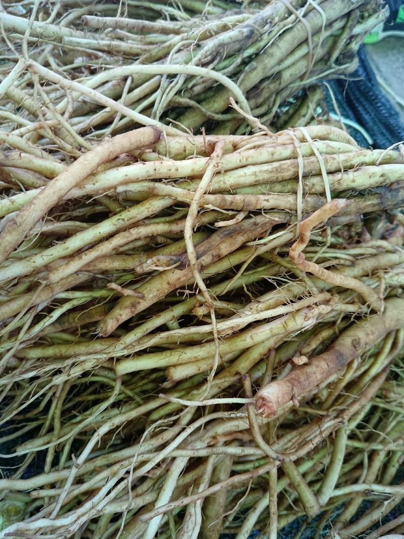 云南文山大气根(鲜根,基地直供)