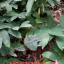 黄精小苗批发