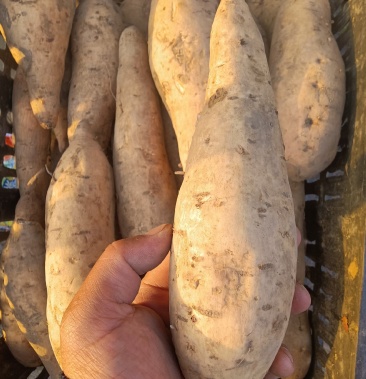 [烟薯批发]澳洲紫白价格1.60元/斤 - 一亩田