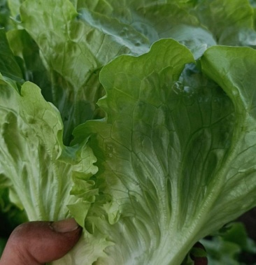 精品生菜青菜毛菜杭白菜