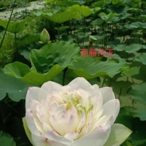 【观赏性荷花】精品荷花苗公园小区河道坑塘专用品种多多