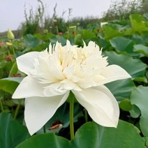 【货真价实】精品荷花苗物美价廉拥有二十个品种精品荷花