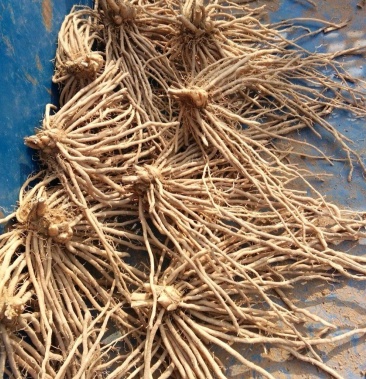 [芦笋苗批发]芦笋苗,五年苗大根,结笋快常年供应,死苗补发来电优惠价