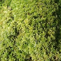 佳荣镇水苔藓种植示范基地