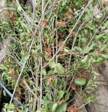 [杉树寄生批发]松树寄生,杉木寄生,枫树寄生,黄牛木寄,等各种寄生茶