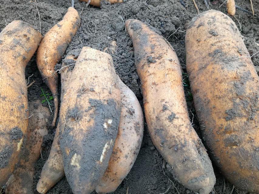 一排刚从田间采挖出的商薯19甘薯块根,表皮光滑呈浅红色,内部肉质紧实呈淡黄色,表面带有湿润泥土痕迹,背景为农田环境,展示其原始生长状态 商薯19新鲜采收的块根特写