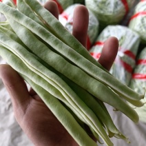 精品白豆，白芸豆，白莲豆，白不老大量上市