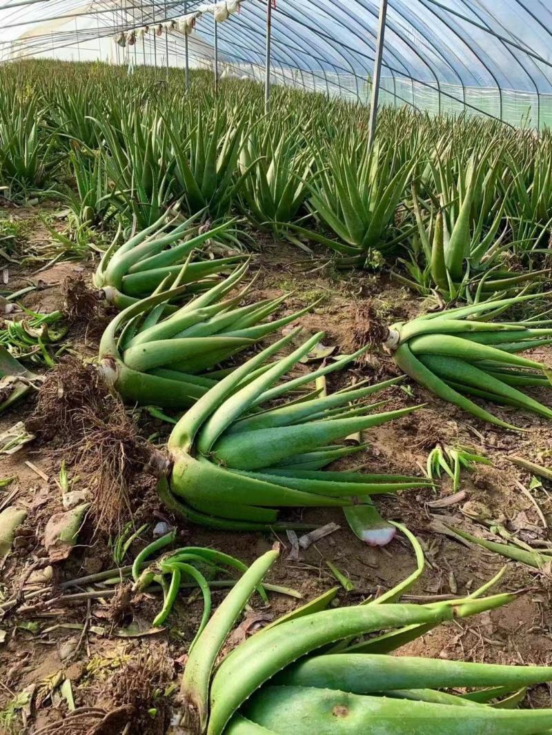 美国库拉索芦荟种植基地自产自销货源充足