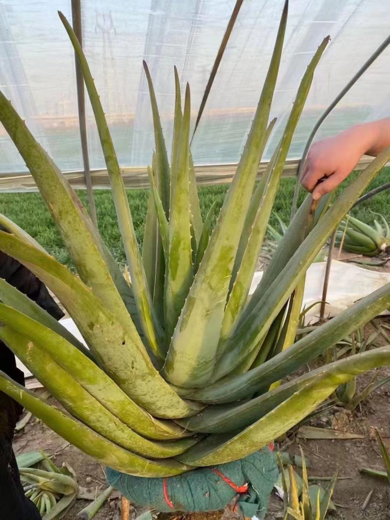 美国库拉索芦荟种植基地自产自销货源充足