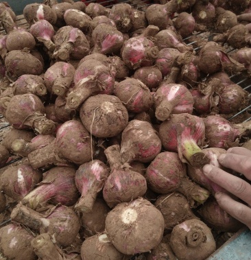 鲜大蒜毛蒜大量上市过筛手选全国发货视频看货诚信经营