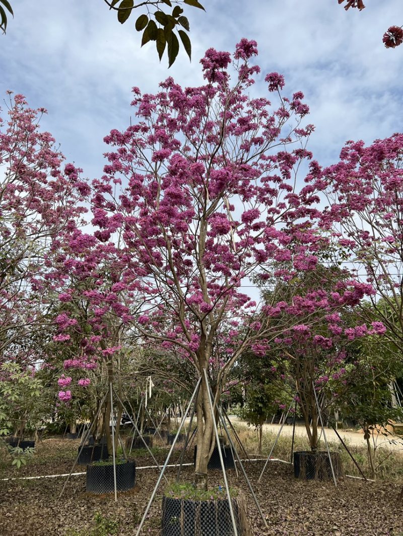 绿化树苗,黄花风铃木