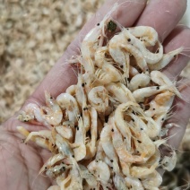 船只一手新货，麦杆虾，蹦蹦虾，麦穗虾，2022新货。
