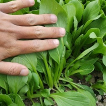 鸡毛菜，夏季精品鸡毛菜，金山区毛菜专业户，寻找合作伙伴