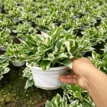 白金葛盆栽雪花绿萝室内阳台花卉观叶植物四季常青净化空气