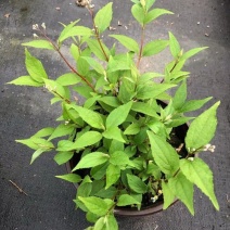 夏樱花溲疏雪樱花矮化品种盆栽花卉苗阳台庭院植物发货
