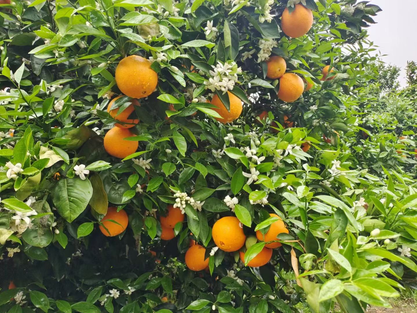 夏橙盛开的白色小花特写