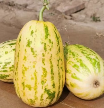 [甜瓜批发]薄皮系列甜瓜价格2.00元/斤 - 一亩田