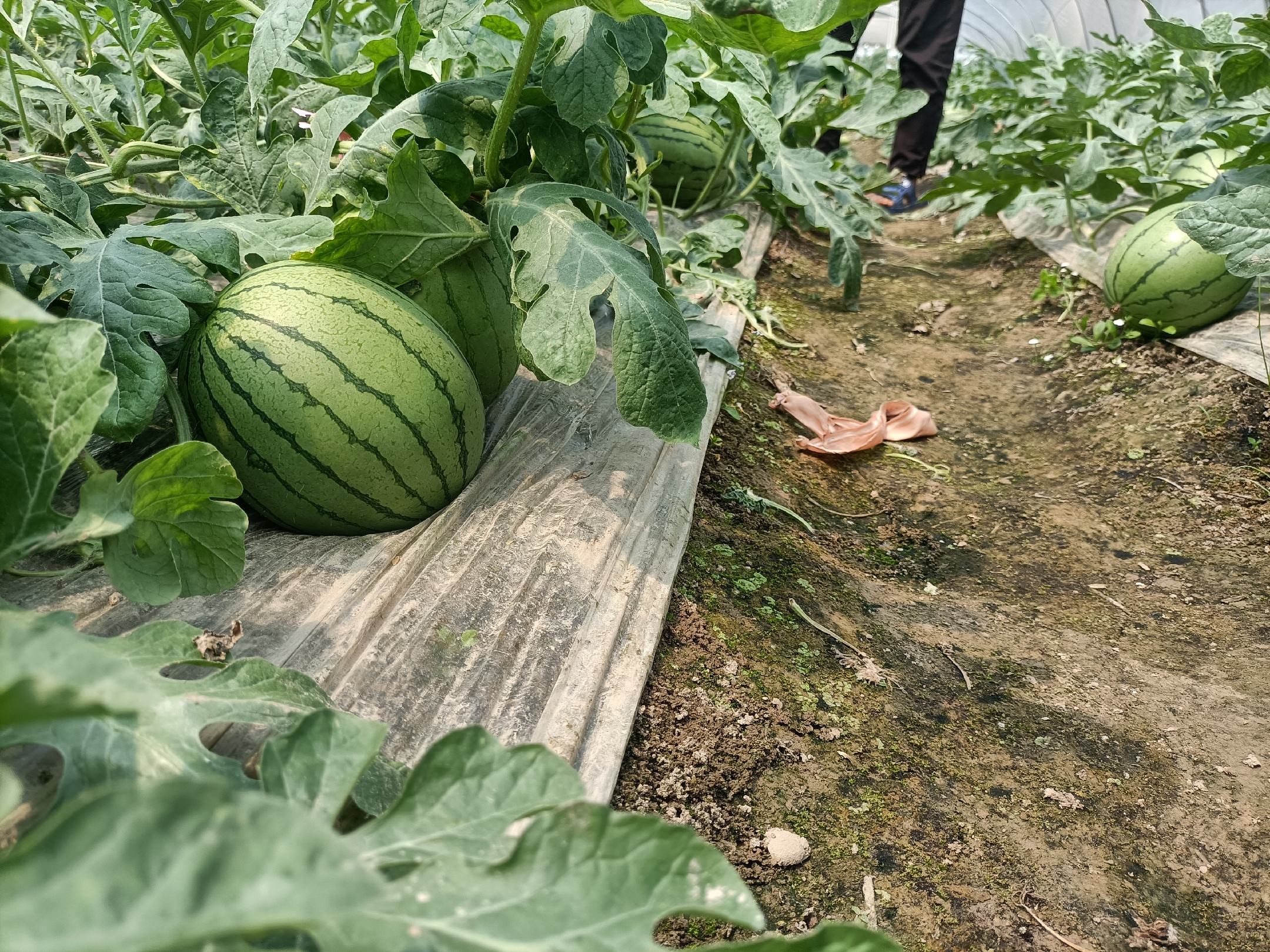 西瓜红水平浅栽标准图解:苗体水平放置,入土深度3cm,仅留2片心叶外露,垄面平整无积水 黄淮海平原西瓜红地瓜苗水平浅栽法示意图,展示薯苗平放于垄面浅沟,仅顶端两叶露出土表,覆土厚度约3cm