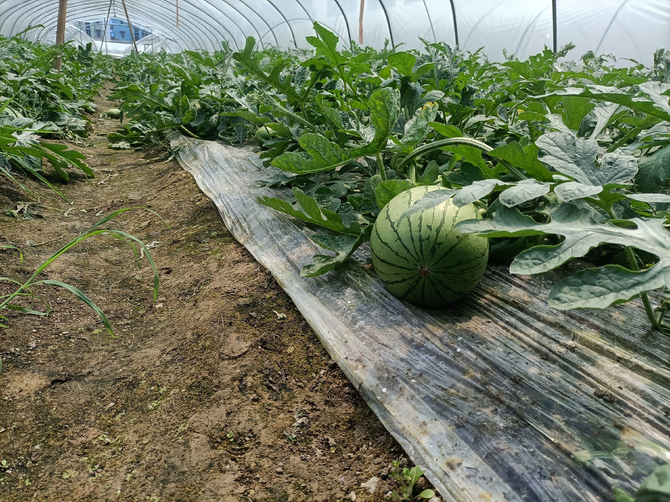 南方某农场早春红玉西瓜处于果实膨大期,植株沿南北向垄作整齐排列,使用黑色地膜覆盖,土壤湿润但无积水,果实大小均匀,表面条纹清晰,工人正在田间巡查 早春红玉西瓜在南方露地产区的田间长势