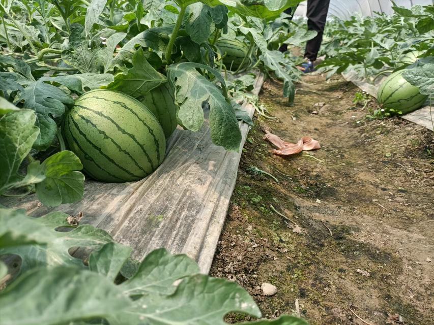 实验室场景：玻璃器皿中盛放早春红玉红色果肉匀浆，旁边摆放离心管（标注“K+ 142.6mg/100g”）、HPLC色谱图（标出番茄红素峰）、显微镜下观察的肠道类器官培养皿（显示杯状细胞增多）