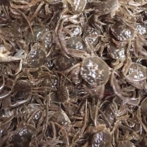 精品盘锦河蟹苗