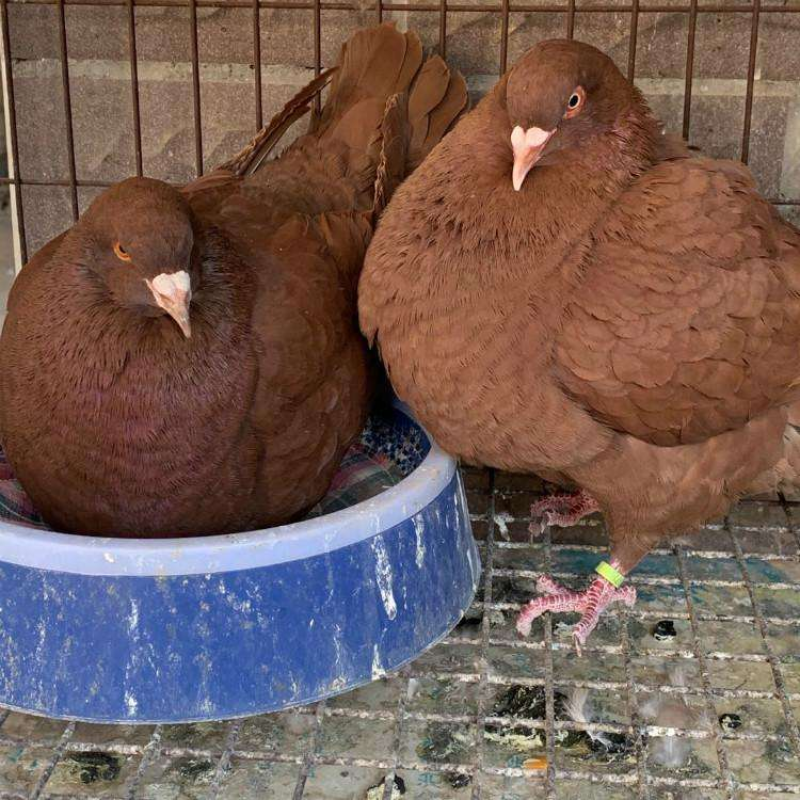 肉鸽精品元宝鸽,肉鸽观赏鸽,自繁自养,一对也是批发价