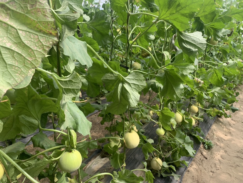 星甜甜瓜种植基地
