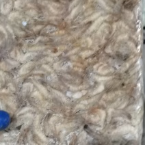 各种规格速冻河虾质量保证